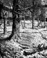 Forest Background